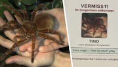 Vogelspinne „Timo“ büxte aus ihrem Terrarium aus und sorgte mit einem Suchplakat im Wiener ...