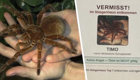 Vogelspinne „Timo“ büxte aus ihrem Terrarium aus und sorgte mit einem Suchplakat im Wiener ...