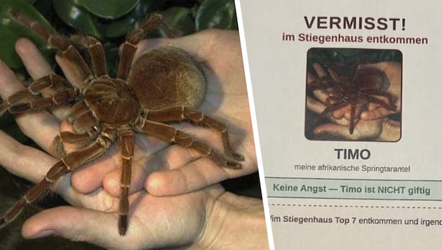 Vogelspinne „Timo“ büxte aus ihrem Terrarium aus und sorgte mit einem Suchplakat im Wiener ...