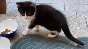 Bilder der elf Wochen alten Kitten (siehe auch unten), die von zwei Katzenmüttern stammen. ...