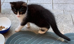 Bilder der elf Wochen alten Kitten (siehe auch unten), die von zwei Katzenmüttern stammen. ...