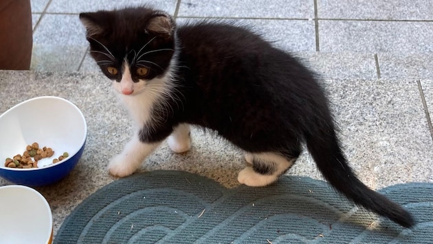 Bilder der elf Wochen alten Kitten (siehe auch unten), die von zwei Katzenmüttern stammen. ...