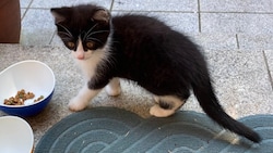 Bilder der elf Wochen alten Kitten (siehe auch unten), die von zwei Katzenmüttern stammen. ...