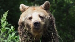 Der Abschied von „der Diva“ fällt nach 28 Jahren im Bärenwald Arbesbach sehr schwer.