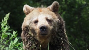Der Abschied von „der Diva“ fällt nach 28 Jahren im Bärenwald Arbesbach sehr schwer.
