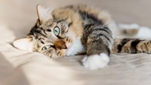 Sie schnurren, sie schmeicheln und manchmal ziehen sie sich auch ganz zurück. Katzen zeigen mit ...