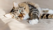Sie schnurren, sie schmeicheln und manchmal ziehen sie sich auch ganz zurück. Katzen zeigen mit ...