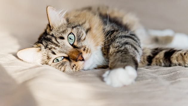 Sie schnurren, sie schmeicheln und manchmal ziehen sie sich auch ganz zurück. Katzen zeigen mit ...