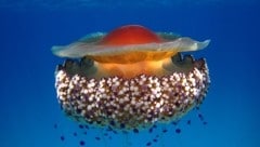 Die Quallen sehen an der Oberseite wie schwimmende Spiegeleier aus.