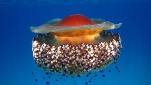 Die Quallen sehen an der Oberseite wie schwimmende Spiegeleier aus.
