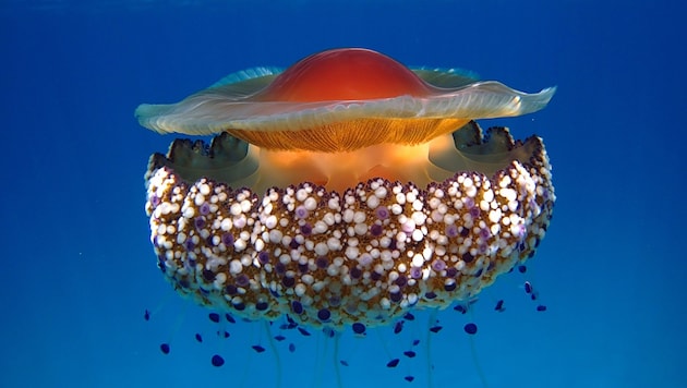 Die Quallen sehen an der Oberseite wie schwimmende Spiegeleier aus.