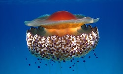 Die Quallen sehen an der Oberseite wie schwimmende Spiegeleier aus.