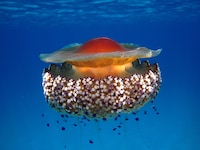 Die Quallen sehen an der Oberseite wie schwimmende Spiegeleier aus.