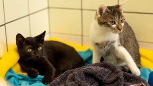 Erst wenn die gesund gepflegten Katzen vermittelt werden, kann Platz für neue Notfälle im St. ...