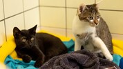 Erst wenn die gesund gepflegten Katzen vermittelt werden, kann Platz für neue Notfälle im St. ...