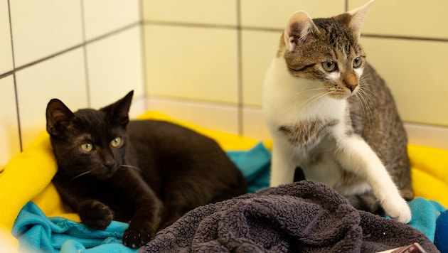 Erst wenn die gesund gepflegten Katzen vermittelt werden, kann Platz für neue Notfälle im St. ...