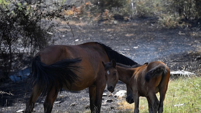 Auch Spanien ist derzeit besonders von Waldbränden betroffen.