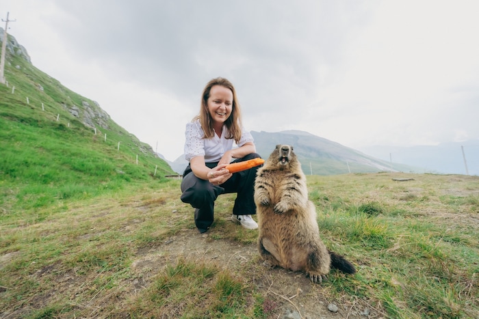Und deshalb waren die zutraulichen Murmeltiere auf der Kaiser-Franz-Josefs-Höhe auch ein ...