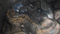 Netzpythons kommen in Indonesien häufig in Wäldern, auf Plantagen und in ländlichen Gebieten ...