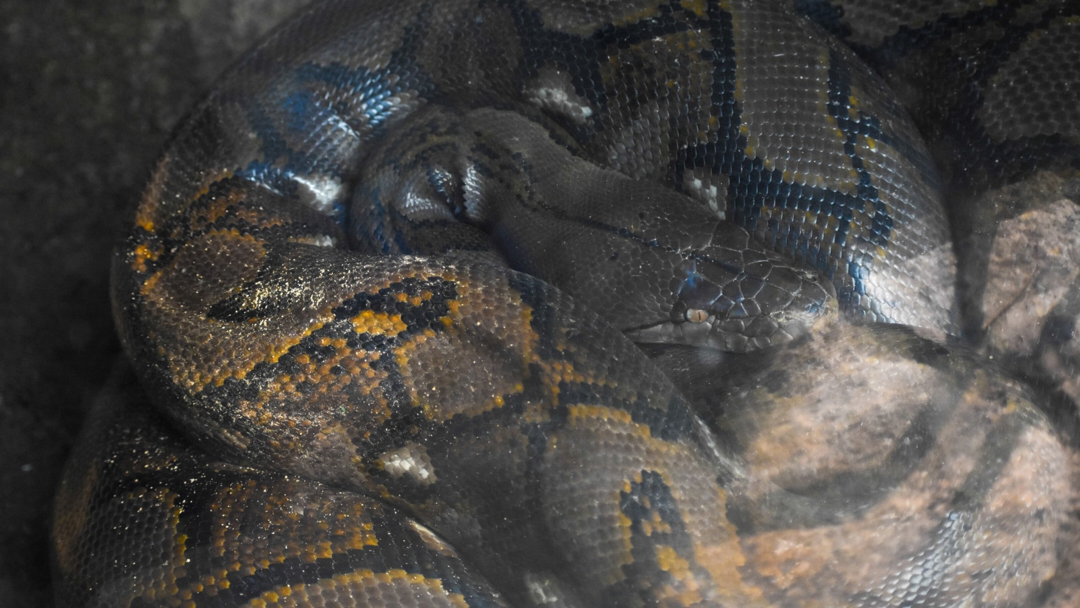 Horror in Indonesien - Nach Party vermisst: Mann von Python verschlungen