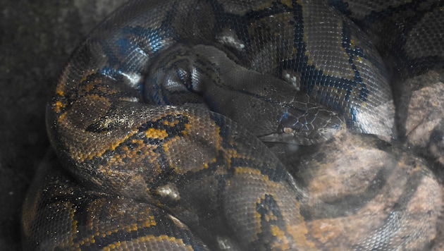 Netzpythons kommen in Indonesien häufig in Wäldern, auf Plantagen und in ländlichen Gebieten ...