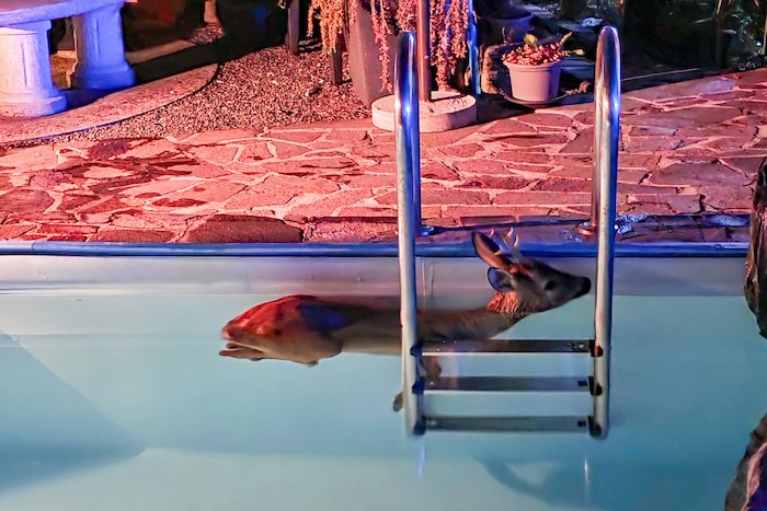 Der Pool wurde für diesen Rehbock zur Falle