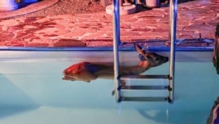 Der Rehbock suchte bei der Poolleiter Halt, doch konnte ohne Hilfe nicht mehr alleine raus.