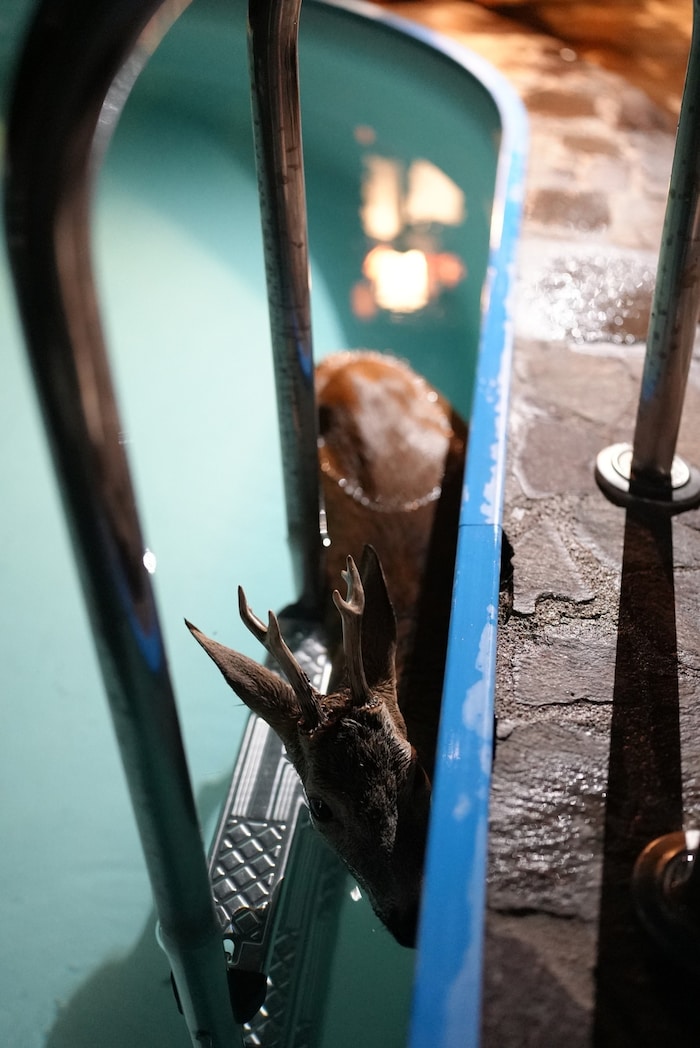 Er war zwischen Poolwand und Leiter eingezwickt