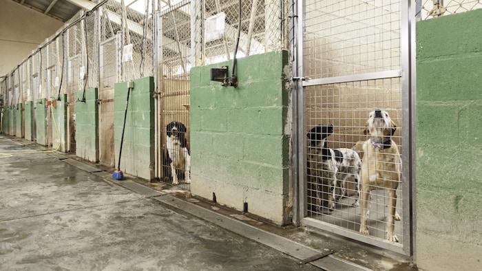 Die Tierecke ist auf der Suche nach Erfahrungsberichten mit Tierschutzorganisationen, die Hunde ...