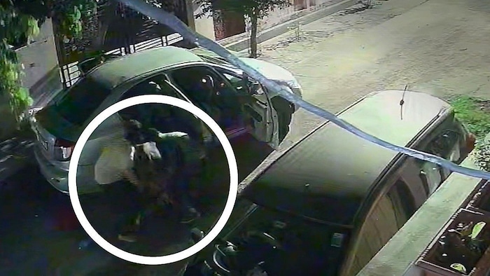 Nur zu dritt schafften es die drei Männer, die Kuh in den kleinen Wagen zu verfrachten.