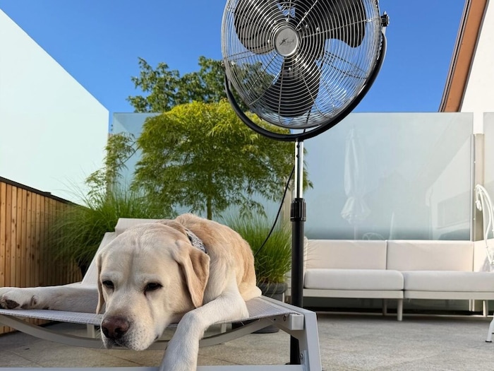 Labrador „Yellow“ genießt die kurze Abkühlung durch den Ventilator. Hunde können sich nur schwer ...