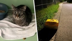 Die völlig verängstigte Katze war in dieser Box. 
