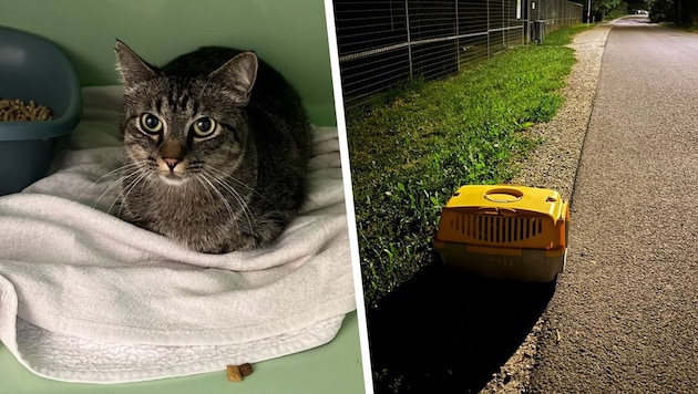 Die völlig verängstigte Katze war in dieser Box.