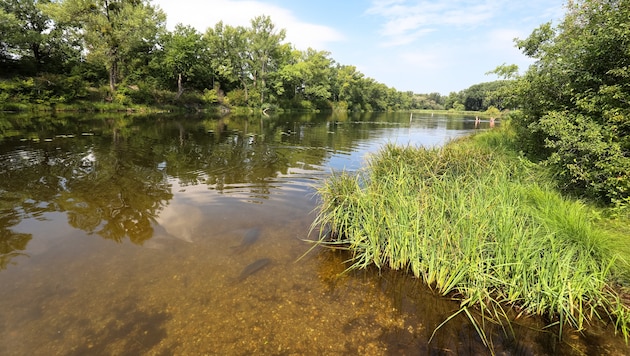 Der Unfall ereignete sich im Mühlwasser in der Lobau – die alarmierte Notärztin konnte nichts ...