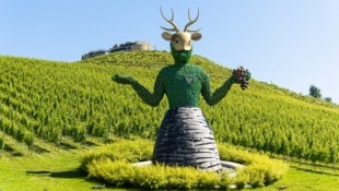 Das Weingut Taggenbrunn füllt jährlich 150.000 Flaschen ab.