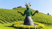 Das Weingut Taggenbrunn füllt jährlich 150.000 Flaschen ab.