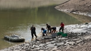 Die Tiere werden abgefischt und sollen umgesiedelt werden.