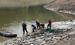 Die Tiere werden abgefischt und sollen umgesiedelt werden.