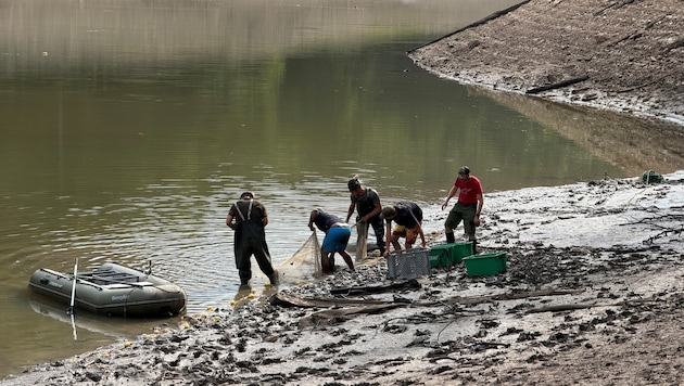 Die Tiere werden abgefischt und sollen umgesiedelt werden.