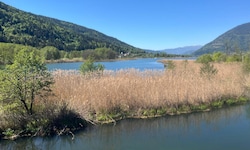 Beim Sanierungsprojekt „Ossiacher See – Bleistätter Moor“ werden Gewässerschutz, ...
