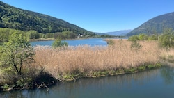 Beim Sanierungsprojekt „Ossiacher See – Bleistätter Moor“ werden Gewässerschutz, ...