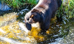Auch der Brillenbär, den man in der Tierwelt Herberstein beobachten kann, kommt im kühlen Nass ...