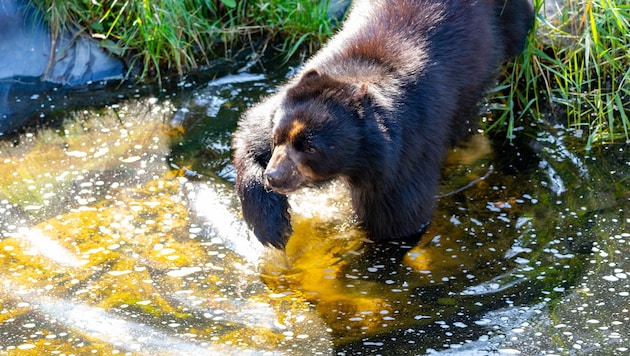 Auch der Brillenbär, den man in der Tierwelt Herberstein beobachten kann, kommt im kühlen Nass ...