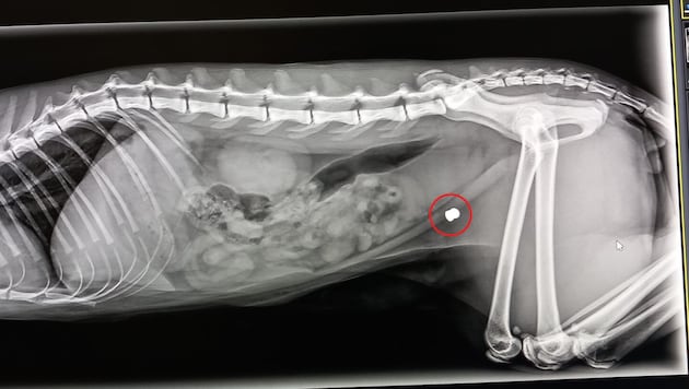 Konstantin hat das Geschoss noch immer im Bauch, weil es an einer heiklen Stelle liegt. Derzeit ...