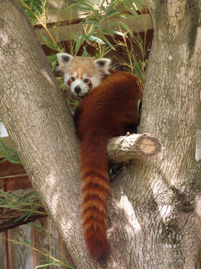 Der hübsche Panda findet sein kühles Plätzchen im Baum