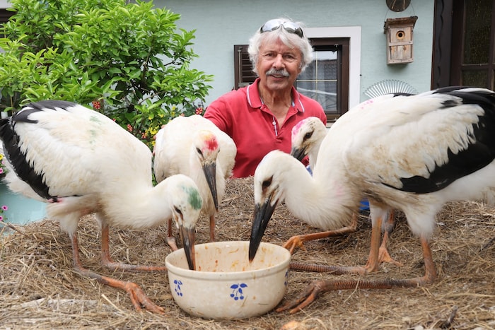 Der rührige Helmut Rosenthaler mit seinen Störchen