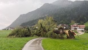 Die uralte Linde, umgeknickt wie ein Streichholz.