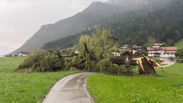 Die uralte Linde, umgeknickt wie ein Streichholz.