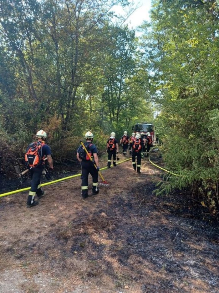 Der Wald- und Vegetationsbrand im Föhrenwald in Wiener Neustadt entstand an einem Forstweg.