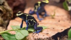 Auch für die Haltung eines Frosches ist ein Nachweis nötig.